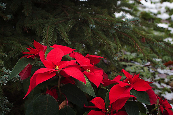 포토 JPG 해외이미지 전통 화분 잎 겨울 자연 주택 기념 사람없음 장식 빨간색 초록색 축제 축하 12월 포인세티아 내추럴 해외202004 해외포토 식물 계절 꽃 컬러 컨셉 건물 날짜 생태계 파일형식 이미지허브