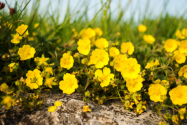 포토 JPG 해외이미지 식물 꽃 자연 하늘 사람없음 초록색 파란색 노란색 바위 화단 해외202004 해외포토 컬러 돌_바위 생태계 파일형식 이미지허브