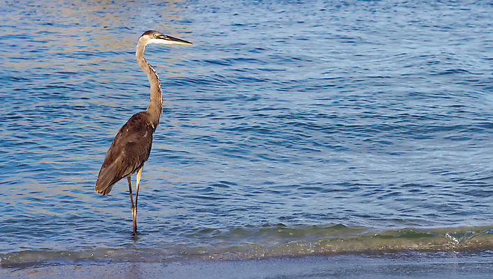 포토 JPG 해외이미지 동물 실루엣 얼굴 야생동물 모래 바다 여행 날개 창문 자연 조류 하늘 휴가 어류 사람 사람없음 야외 물 여름 파란색 컬러풀 환경 검은색 수중 회색 흰색 습지 큼 왜가리 깃털 부리 탱크 수족관 해외202004 해외포토 자연요소 계절 컬러 촬영기법 신체부위 수중동물 크기 생태계 파일형식 이미지허브