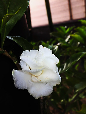 포토 JPG 해외이미지 나무 식물 꽃 백그라운드 잎 꽃무늬 자연 사람없음 초록색 여름 노란색 봄 벚꽃 흰색 개화 하와이 내추럴 해외202004 해외포토 계절 컬러 무늬 미국 생태계 파일형식 이미지허브