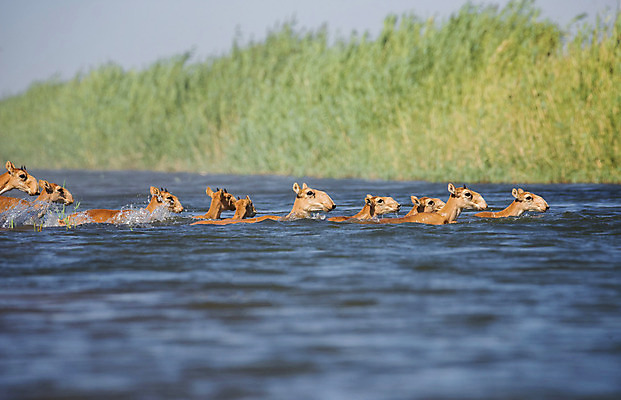 포토 JPG 해외이미지 동물 야생동물 어린이 포유류 자연 아침 수영장 뿔 풍경 사람없음 반사 일출 수영 일몰 뜨거움 군중 갈증 러시아 영양 가뭄 러시아인 해외202004 해외포토 주간 서양인 유럽 날씨 사람 노을 수상스포츠 생태계 파일형식 이미지허브