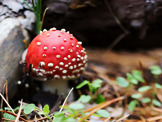 포토 JPG 해외이미지 계절 공원 음식 잎 오렌지 자연 요리 사람없음 빨간색 여름 갈색 노란색 버섯 성장 가을 흰색 숲 묘사 그물버섯 독버섯 채식주의자 해외202004 해외포토 식물 공공시설 컬러 과일 생태계 채식 파일형식 이미지허브