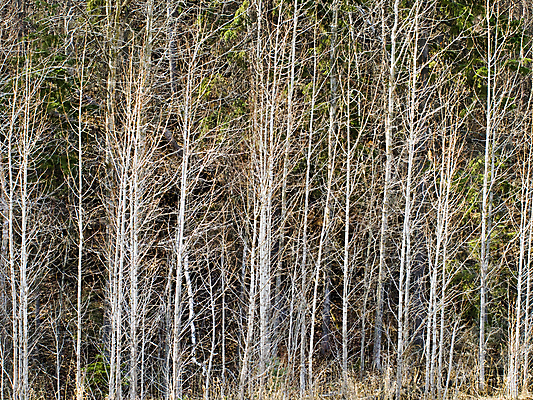 포토 JPG 해외이미지 나무 식물 공원 지구 선 백그라운드 컨셉 패턴 자연 풍경 사람없음 야외 목재 장식 세로 빛 컬러풀 환경 일본 침묵 봄 성장 가을 나뭇가지 시골 신선 숲 질감 장면 지역 10월 내추럴 해외202004 해외포토 계절 공공시설 아시아 컬러 무늬 재료 소리 날짜 생태계 파일형식 이미지허브