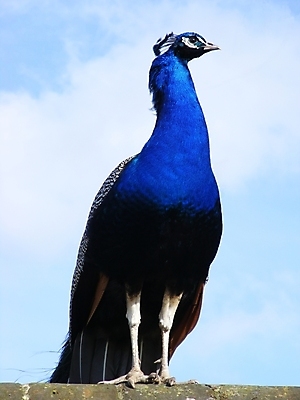 포토 JPG 해외이미지 동물 남자 얼굴 벽 신체 자연 조류 하늘 사람없음 파란색 머리 공작 인도인 가득함 해외202004 해외포토 외국인 컬러 사람 동양인 신체부위 생태계 파일형식 이미지허브