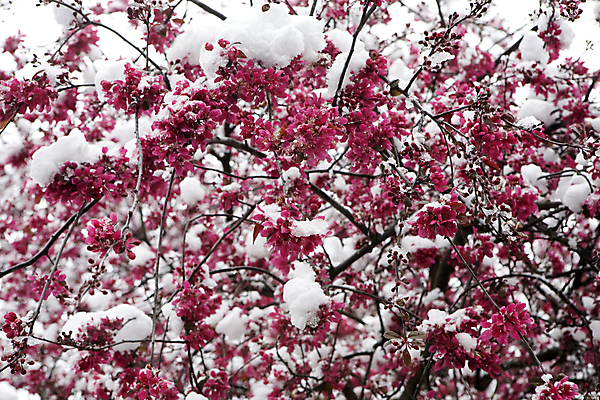 포토 JPG 해외이미지 나무 식물 계절 꽃잎 꽃 백그라운드 잎 꽃무늬 자연 하늘 풍경 사람없음 여름 햇빛 얼음 봄 벚꽃 나뭇가지 개화 체리 닫기 떨어짐 사과 천국 내추럴 해외202004 해외포토 자연요소 컨셉 무늬 과일 모션 태양 생태계 파일형식 이미지허브