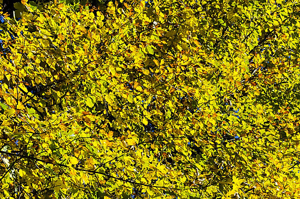 포토 JPG 해외이미지 나무 백그라운드 잎 하늘 사람없음 초록색 컬러풀 노란색 가을 나뭇가지 떨어짐 작음 질감 썩음 해외202004 해외포토 식물 계절 컬러 컨셉 크기 파일형식 이미지허브