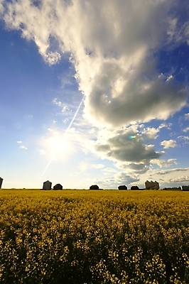 포토 JPG 해외이미지 식물 계절 산업 지구 음식 백그라운드 잎 밭 농업 채소 자연 하늘 건강 풍경 사람없음 야외 초록색 여름 파란색 컬러풀 태양 농장 농경지 갈색 환경 정원 흙 봄 수확 성장 시골 신선 땅 시리얼 유기농 내추럴 땅바닥 밭일 쟁기 줄서기 수평선 세련 해외202004 해외포토 자연요소 웰빙 컬러 모션 바닥 생태계 파일형식 이미지허브
