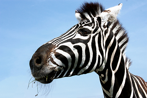 포토 JPG 해외이미지 동물 1 얼굴 야생동물 포유류 아프리카 자연 뿔 사람없음 여름 농장 머리 맑음 봄 줄무늬 듣기 군중 사파리 싱글 얼룩말 내추럴 밭일 총구 해외202004 해외포토 계절 나라 무늬 농업 모션 날씨 사람 신체부위 말_동물 생태계 파일형식 이미지허브