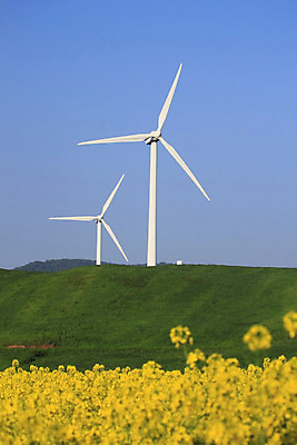 포토 JPG 해외이미지 밭 자연 하늘 바람 사람없음 노란색 환경 유채 에코 해외202004 해외포토 자연요소 꽃 컬러 농업 날씨 생태계 파일형식 이미지허브
