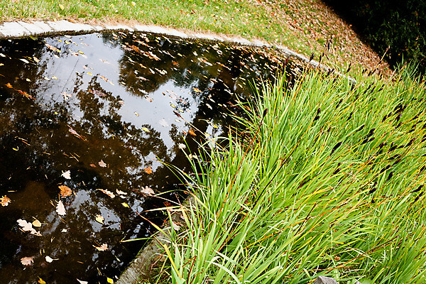 포토 JPG 해외이미지 식물 잎 자연 사람없음 야외 목재 가로 초록색 물 반사 갈색 노란색 슬픔 가을 연못 작음 많음 해외202004 해외포토 자연요소 나무 계절 감정 컬러 컨셉 재료 크기 생태계 파일형식 이미지허브