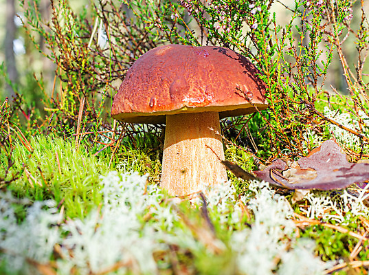 포토 JPG 해외이미지 식물 음식 백그라운드 자연 이끼 사람없음 초록색 갈색 버섯 가을 숲 내추럴 그물버섯 단백질 식용 해외202004 해외포토 계절 컬러 생태계 영양소 파일형식 이미지허브