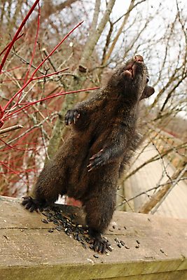 포토 JPG 해외이미지 나무 동물 응시 공원 야생동물 포즈 포유류 발 자연 생물 털 씨앗 사람없음 야외 빨간색 갈색 검은색 회색 견과류 설치류 숲 작음 먹이 모피 먹기 호기심 꼬리 다람쥐 솜털 내추럴 동물상 발톱 수유 해외202004 해외포토 식물 시선 공공시설 감정 컬러 컨셉 모션 신체부위 조형물 크기 생태계 파일형식 이미지허브