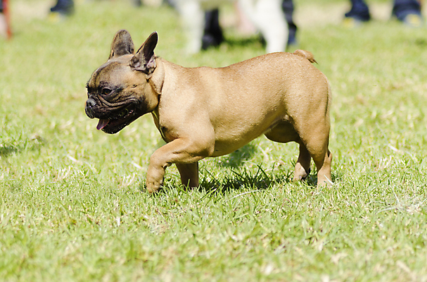 포토 JPG 해외이미지 동물 응시 공원 장난 포유류 털 건강 가면 앉기 잔디 사람없음 야외 반려동물 갈색 믿음 검은색 가축 힘 활발 코트 흰색 표현 주름 개 작음 황소 근육질 부드러움 송곳니 프랑스어 기르기 동반자 복종 신앙심 아기사슴 유래 충실 힘찬 해외202004 해외포토 식물 문자 시선 공공시설 감정 새끼 컬러 컨셉 모션 근육 사슴 외투 감각 소 치아 크기 몸매 돌봄 파일형식 이미지허브