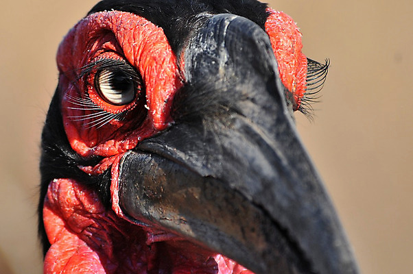 포토 JPG 해외이미지 여자 조류 사람없음 유혹 남쪽 남아프리카 땅바닥 보츠와나 해외202004 해외포토 동물 컨셉 아프리카 바닥 사람 방향 파일형식 이미지허브