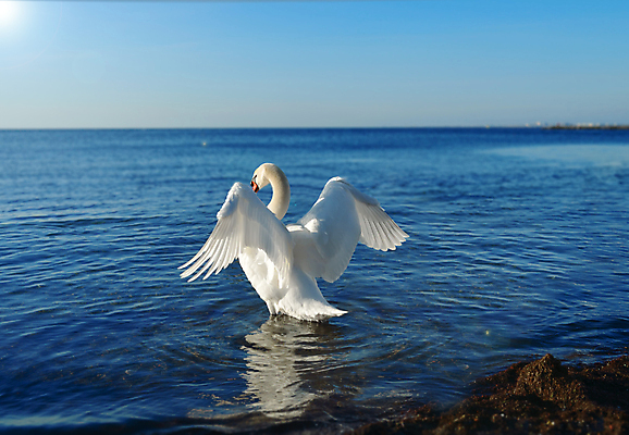 포토 JPG 해외이미지 동물 호수 음료 야생동물 바다 날개 조류 표면 아침 사람없음 물 파란색 강 반사 머리 평화 일출 수영 화목 자유 안개 흰색 연못 우아함 순수 깃털 부리 백조 지역 목 계산서 동물상 수유 해외202004 해외포토 주간 자연요소 컬러 컨셉 날씨 신체부위 조형물 노을 수상스포츠 파일형식 이미지허브