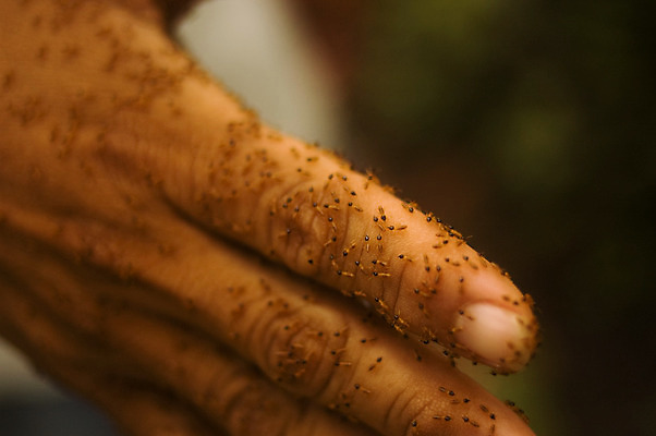 포토 JPG 해외이미지 손 곤충 밭 손가락 사람 사람없음 갈색 미국 닫기 해충 열대우림 피부 지역 남쪽 내추럴 기어가기 깊이 모기 블러 식민지 아마존 이국적 페루 오싹 해외202004 해외포토 동물 컬러 북아메리카 농업 모션 신체부위 남아메리카 벌레 숲 방향 파일형식 이미지허브