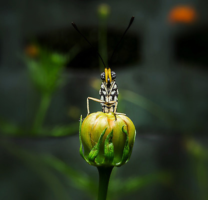 포토 JPG 해외이미지 동물 아시아 나비 곤충 태국 자연 사람없음 빛 검은색 고요 내추럴 해외202004 해외포토 나라 컬러 생태계 파일형식 이미지허브