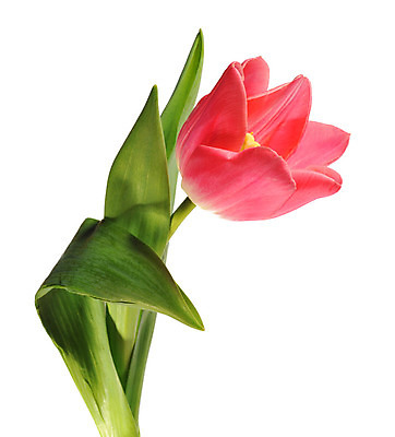 포토 JPG 해외이미지 식물 꽃잎 꽃 줄기 꽃다발 컨셉 꽃무늬 자연 휴가 부활절 기념 발렌타인데이 선물 사랑 미술 사람없음 장식 빨간색 초록색 컬러풀 정원 보라색 봄 튤립 벚꽃 흰색 인사 신선 신용카드 클래식 우아함 다발 배열 꽃집 묘사 내추럴 고립 해외202004 해외포토 계절 기념일 감정 컬러 무늬 데이이벤트 문화예술 금융 상점 예절 생태계 파일형식 이미지허브