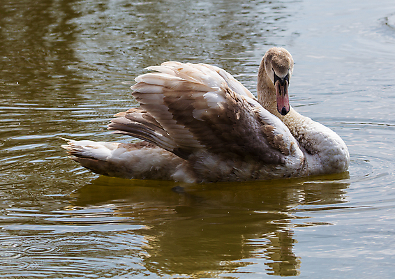 포토 JPG 해외이미지 주간 동물 야생동물 자연 조류 사람없음 야외 회색 깃털 부리 백조 목 거위 물새 해외202004 해외포토 자연요소 컬러 신체부위 생태계 파일형식 이미지허브