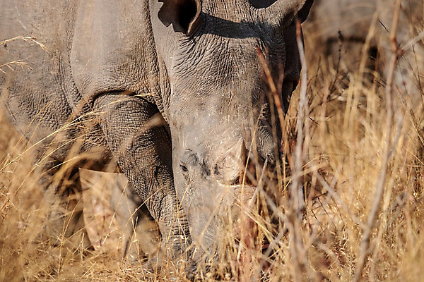 포토 JPG 해외이미지 동물 척추동물 공원 야생동물 여행 포유류 아프리카 자연 초식동물 뿔 종류 사람없음 야외 힘 게임 흰색 황무지 보호 위험 큼 사파리 멸종 코뿔소 남쪽 동물상 사바나 삶기 전국 해외202004 해외포토 공공시설 나라 컬러 컨셉 놀이 조형물 크기 방향 생태계 파일형식 이미지허브