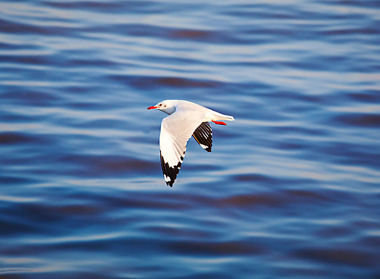 포토 JPG 해외이미지 동물 구름 1 응시 야생동물 바다 컨셉 날개 자연 갈매기 조류 하늘 바람 사람없음 물 여름 파란색 맑음 펼침 자유 흰색 비행 닫기 깃털 부리 무료 해외202004 해외포토 자연요소 시선 계절 컬러 모션 날씨 생태계 파일형식 이미지허브