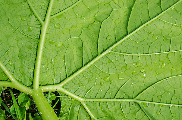 포토 JPG 해외이미지 나무 식물 디자인 꽃 실루엣 백그라운드 잎 패턴 일러스트 자연 벽지 추상 미술 사람없음 그래픽 장식 초록색 물 여름 빛 봄 젖음 물방울 신선 그리기 질감 복고 내추럴 고립 생태학 엘리먼트 핸드메이드 해외202004 해외포토 자연요소 계절 교육 컬러 무늬 모션 문화예술 촬영기법 생태계 파일형식 이미지허브