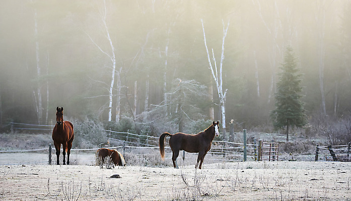 포토 JPG 해외이미지 나무 동물 아침 주택 취미 사람없음 야외 목재 햇빛 농장 일출 목장 추위 안개 시골 신선 숲 시원함 11월 속도 서리 외양간 반투명 삼림지대 해외202004 해외포토 주간 식물 농업 재료 날씨 건물 태양 노을 날짜 파일형식 이미지허브