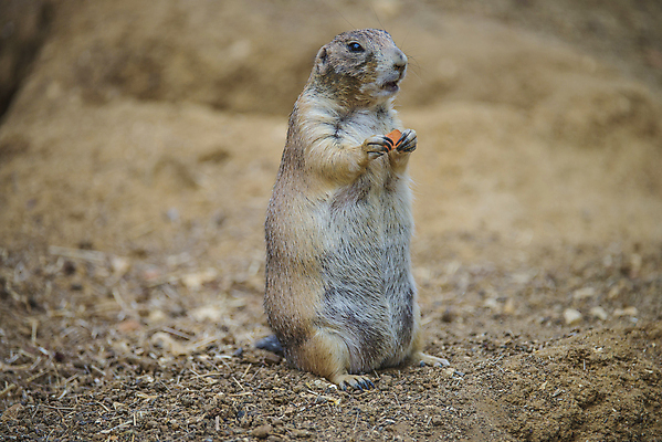 포토 JPG 해외이미지 동물 응시 야생동물 모래 포유류 자연 친절 생물 수염 털 종류 서기 사람없음 갈색 흰색 관찰 개 설치류 작음 모피 꼬리 경보 동물상 땅바닥 복종 해외202004 해외포토 시선 컬러 모션 바닥 조형물 크기 생태계 파일형식 이미지허브