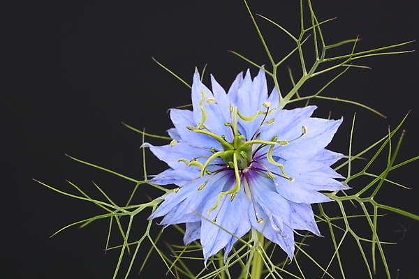 포토 JPG 해외이미지 식물 꽃잎 꽃 잎 자연 사람없음 파란색 정원 해외202004 해외포토 컬러 생태계 파일형식 이미지허브