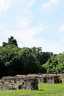 포토 JPG 해외이미지 나무 식물 산업 종이 길 선 패턴 자연 하늘 불 휴식 그림자 사람없음 목재 초록색 파란색 태양 갈색 쌓기 환경 봄 에너지 시골 소나무 원형 기다림 숲 자르기 날것 통나무 잡동사니 내추럴 방법 벌목 수목 해외202004 해외포토 자연요소 도형 계절 컬러 컨셉 무늬 재료 모션 생태계 파일형식 이미지허브
