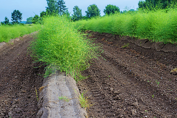 포토 JPG 해외이미지 식물 계절 음식 밭 농업 채소 재료 자연 건강 사람없음 야외 가로 초록색 농장 새싹 수확 성장 상품 수증기 큼 유기농 아스파라거스 날것 내추럴 채식주의자 해외202004 해외포토 웰빙 산업 컬러 크기 생태계 채식 파일형식 이미지허브