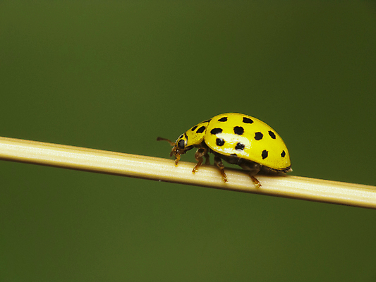 포토 JPG 해외이미지 동물 계절 야생동물 곤충 백그라운드 자연 사람없음 컬러풀 노란색 환경 정원 봄 점 벌레 보호 딱정벌레 묘사 생물학 무당벌레 내추럴 강조 해외202004 해외포토 교육 컬러 컨셉 생태계 파일형식 이미지허브