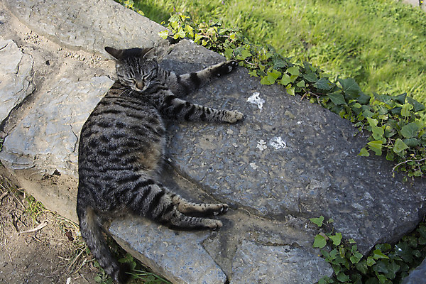 포토 JPG 해외이미지 동물 엄마 사람없음 반려동물 고양이 임신 아기 해외202004 해외포토 포유류 가족 사람 파일형식 이미지허브