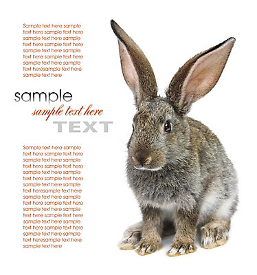 포토 JPG 해외이미지 동물 백그라운드 포유류 털 앉기 사람없음 반려동물 회색 토끼 작음 부드러움 고립 밭일 생존 해외202004 해외포토 컬러 모션 감각 크기 파일형식 이미지허브