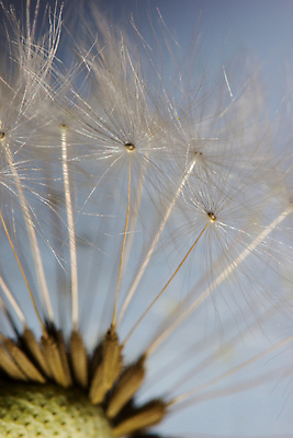 포토 JPG 해외이미지 식물 라이프스타일 꽃 유럽 백그라운드 농업 자연 하늘 추상 휴식 씨앗 사람없음 야외 가로 갈색 환경 정원 활발 성장 농촌 민들레 부드러움 불가리아 해외202004 해외포토 나라 산업 컬러 컨셉 무늬 생활 시골 감각 생태계 파일형식 남유럽 이미지허브