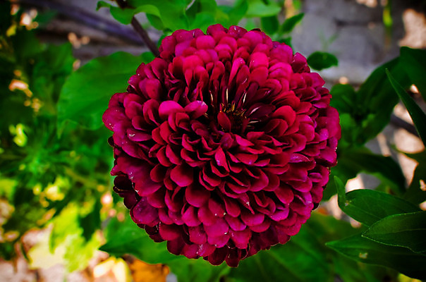 포토 JPG 해외이미지 꽃잎 꽃 백그라운드 잎 사람없음 야외 아웃포커스 트렌드컬러 해외202004 비바마젠타 해외포토 식물 컬러 촬영기법 파일형식 이미지허브