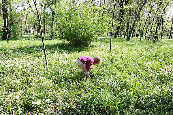 포토 JPG 해외이미지 백인 공원 여자 꽃 행복 얼굴 어린이 놀이 한명 사람 야외 초록색 금발 게임 숲 민들레 걸음마 천진난만 해외202004 해외포토 서양인 식물 1 헤어스타일 공공시설 감정 컬러 컨셉 모션 신체부위 파일형식 이미지허브