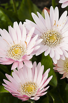 포토 JPG 해외이미지 식물 꽃잎 꽃 꽃다발 백그라운드 패턴 오렌지 자연 미술 사람없음 그래픽 장식 빨간색 초록색 컬러풀 노란색 정원 봄 튤립 묘사 만족 원예 쇼 해외202004 해외포토 계절 감정 컬러 무늬 과일 문화예술 취미 생태계 파일형식 이미지허브