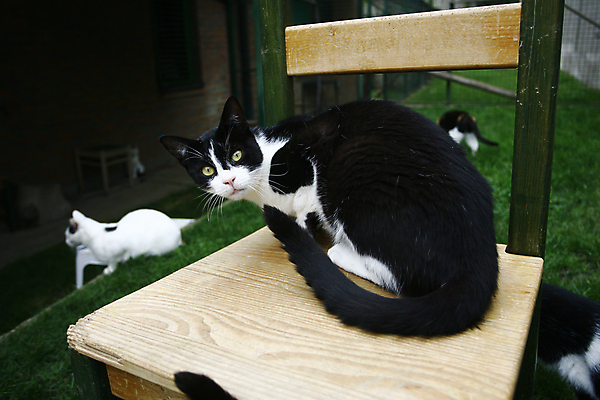 포토 JPG 해외이미지 동물 1 응시 여자 포즈 백그라운드 오렌지 장난 포유류 휴식 수염 털 사람없음 반려동물 갈색 고양이 줄무늬 흰색 황금 닫기 작음 자르기 가득함 꼬리 육식동물 얼룩무늬 솜털 거짓말 고립 스트라이크 차단 해외202004 해외포토 시선 컬러 컨셉 무늬 과일 모션 사람 크기 파일형식 이미지허브