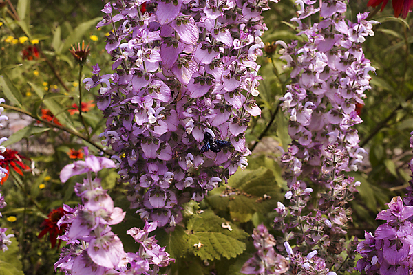 포토 JPG 해외이미지 동물 꽃 야생동물 곤충 컨셉 잎 자연 사람없음 초록색 여름 파란색 컬러풀 노란색 보라색 검은색 봄 벚꽃 수분 벌 호박벌 해외202004 해외포토 식물 계절 컬러 벌_곤충 생태계 파일형식 이미지허브