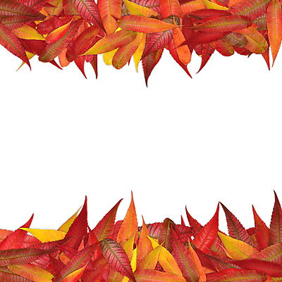 포토 JPG 해외이미지 나무 식물 계절 백그라운드 단풍 잎 오렌지 자연 프레임 사람없음 장식 빨간색 컬러풀 노란색 가을 흰색 황금 숲 고립 해외202004 해외포토 컬러 과일 생태계 파일형식 이미지허브