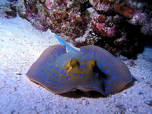 포토 JPG 해외이미지 식물 동물 야생동물 잎 자연 표면 어류 사람없음 물 반사 수중 투명 스노클링 산호 잠수부 다이빙 암초 동물상 해외202004 해외포토 자연요소 조형물 수영 수중동물 수상스포츠 자포동물 전문직 생태계 수중스포츠 파일형식 이미지허브