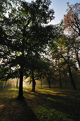 포토 JPG 해외이미지 나무 계절 공원 단풍 잎 자연 아침 풍경 사람없음 야외 목재 초록색 빛 컬러풀 햇빛 침묵 가을 나뭇가지 숲 해외202004 해외포토 주간 식물 공공시설 컬러 재료 태양 소리 생태계 파일형식 이미지허브