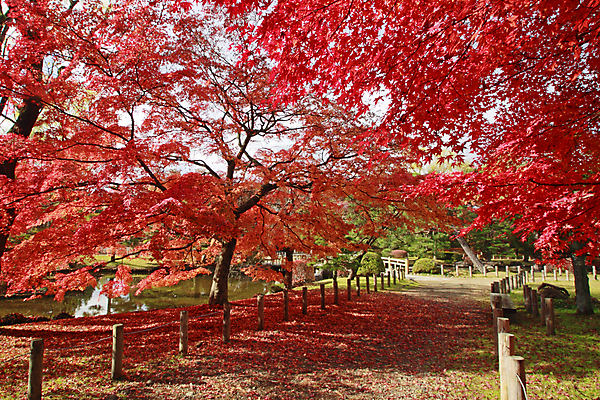 포토 JPG 해외이미지 나무 식물 계절 아시아 백그라운드 단풍 잎 오렌지 자연 사람없음 빨간색 노란색 일본 가을 질감 내추럴 해외202004 해외포토 나라 컬러 과일 생태계 파일형식 이미지허브