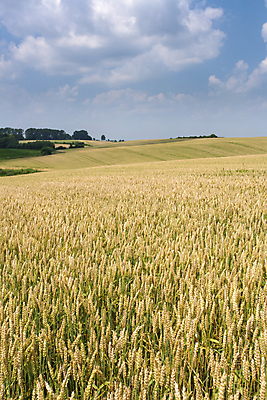 포토 JPG 해외이미지 식물 구름 백그라운드 밭 농업 자연 하늘 날씨 풍경 사람없음 야외 여름 파란색 햇빛 농장 노란색 환경 수확 성장 농촌 땅 밀 보리 호밀 수평선 세련 해외202004 해외포토 자연요소 계절 산업 컬러 곡류 태양 시골 생태계 파일형식 이미지허브