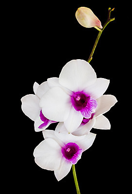 포토 JPG 해외이미지 꽃 백그라운드 사람없음 보라색 흰색 신선 난초 달콤 다발 제비꽃 해외202004 해외포토 식물 컬러 맛 파일형식 이미지허브