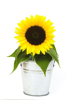 포토 JPG 해외이미지 식물 꽃 백그라운드 자연 엄마 해바라기 발렌타인데이 선물 사람없음 세로 초록색 태양 노란색 환경 정원 흰색 인사 신선 신용카드 양동이 향기 부드러움 구성 카피스페이스 해외202004 해외포토 자연요소 컬러 가족 데이이벤트 금융 공백 예절 감각 생태계 냄새 파일형식 이미지허브