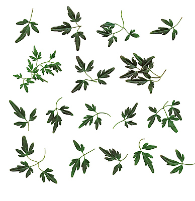 포토 JPG 해외이미지 식물 디자인 백그라운드 잎 곡선 일러스트 사람없음 초록색 정원 흰색 클립 고립 해외202004 해외일러스트 선 컬러 파일형식 이미지허브