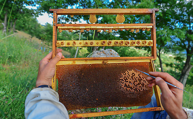 포토 JPG 해외이미지 직업 곤충 백그라운드 가족 건강 사람없음 치료 업무 그룹 제조 보호 벌 유기농 꽃가루 꿀 여왕 벌집 동맹 내추럴 규율 식민지 양봉 왁스 통일 해외202004 해외포토 동물 웰빙 컨셉 의학 관계 작업 가루 파일형식 이미지허브