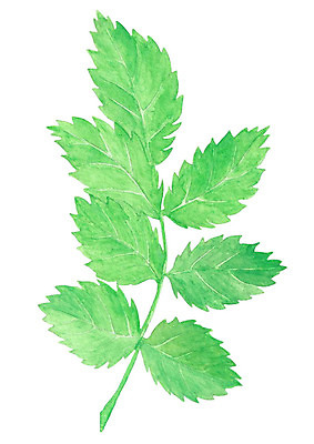 JPG 해외이미지 식물 잎 일러스트 붓터치 수채화 사람없음 꽃집 허브 그림 번짐 해외202004 해외일러스트 상점 파일형식 효과 이미지허브